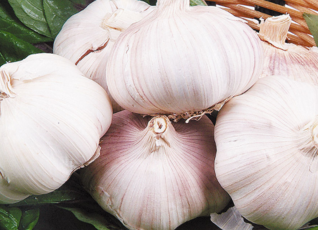 Chinese fresh garlic