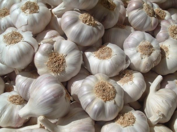 Chinese garlic