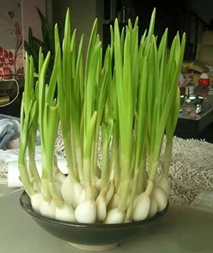 Chinese garlic